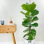 گل طبیعی فیکوس لیراتا آفریقایی - تصویر 2